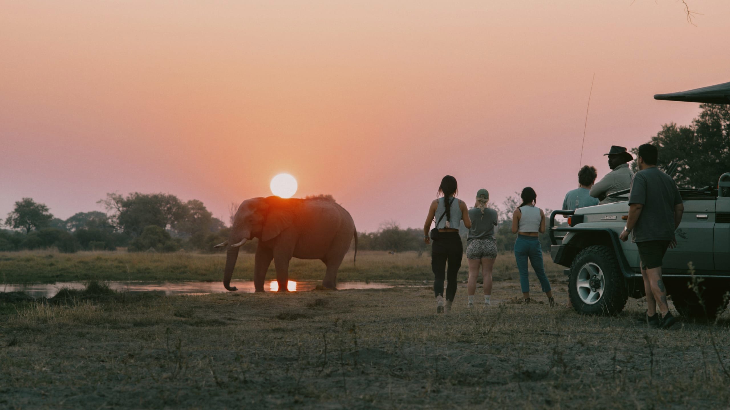 Travellers watching an elephant at sunset during a safari on Contiki's Best of Botswana & Namibia Tour
