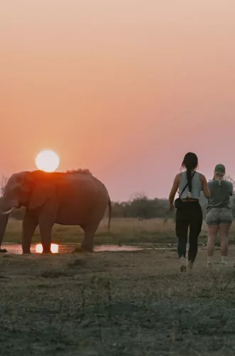 Travellers watching an elephant at sunset during a safari on Contiki's Best of Botswana & Namibia Tour