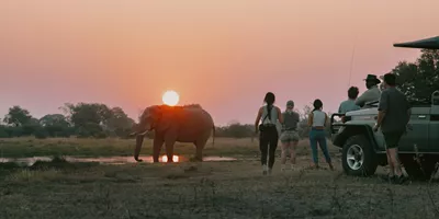 Travellers watching an elephant at sunset during a safari on Contiki's Best of Botswana & Namibia Tour