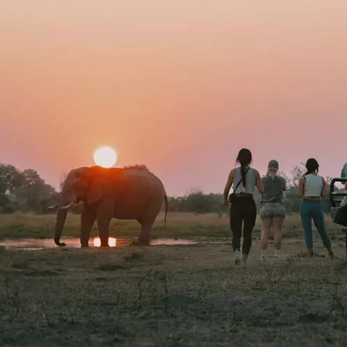 Travellers watching an elephant at sunset during a safari on Contiki's Best of Botswana & Namibia Tour
