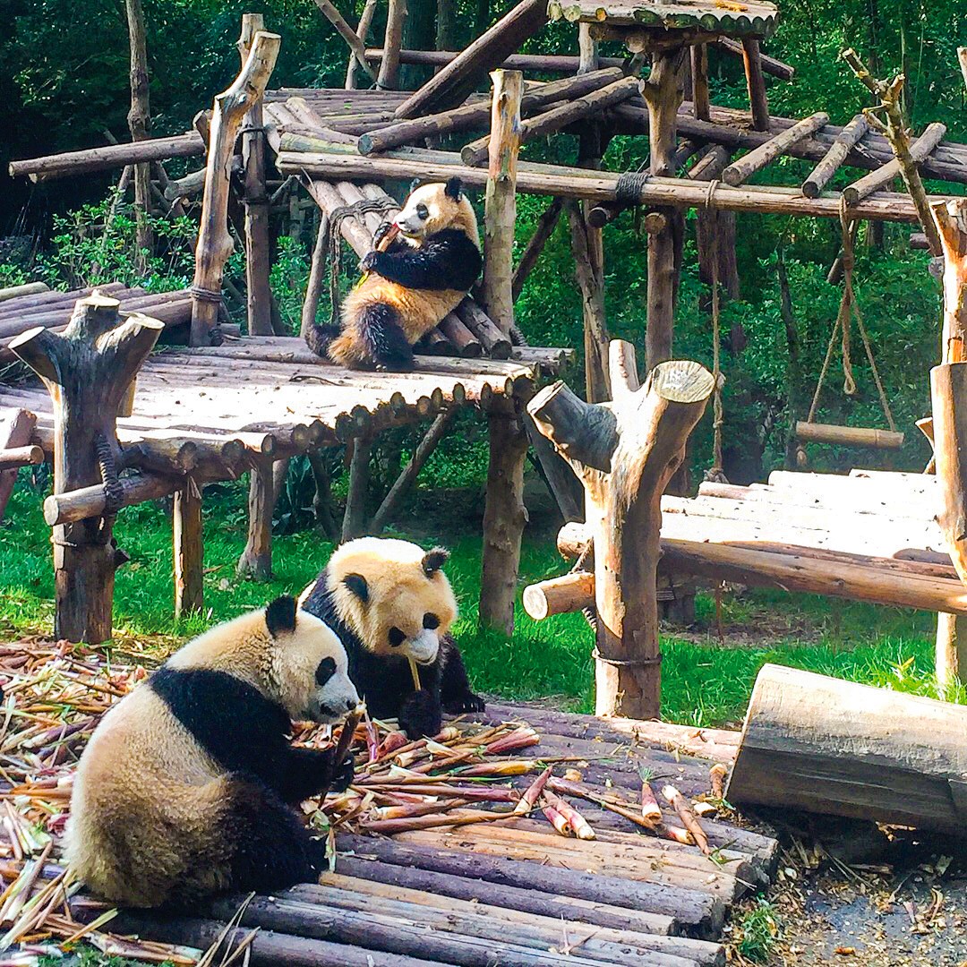 Visit a Panda Sanctuary MAKE TRAVEL MATTER® Experience