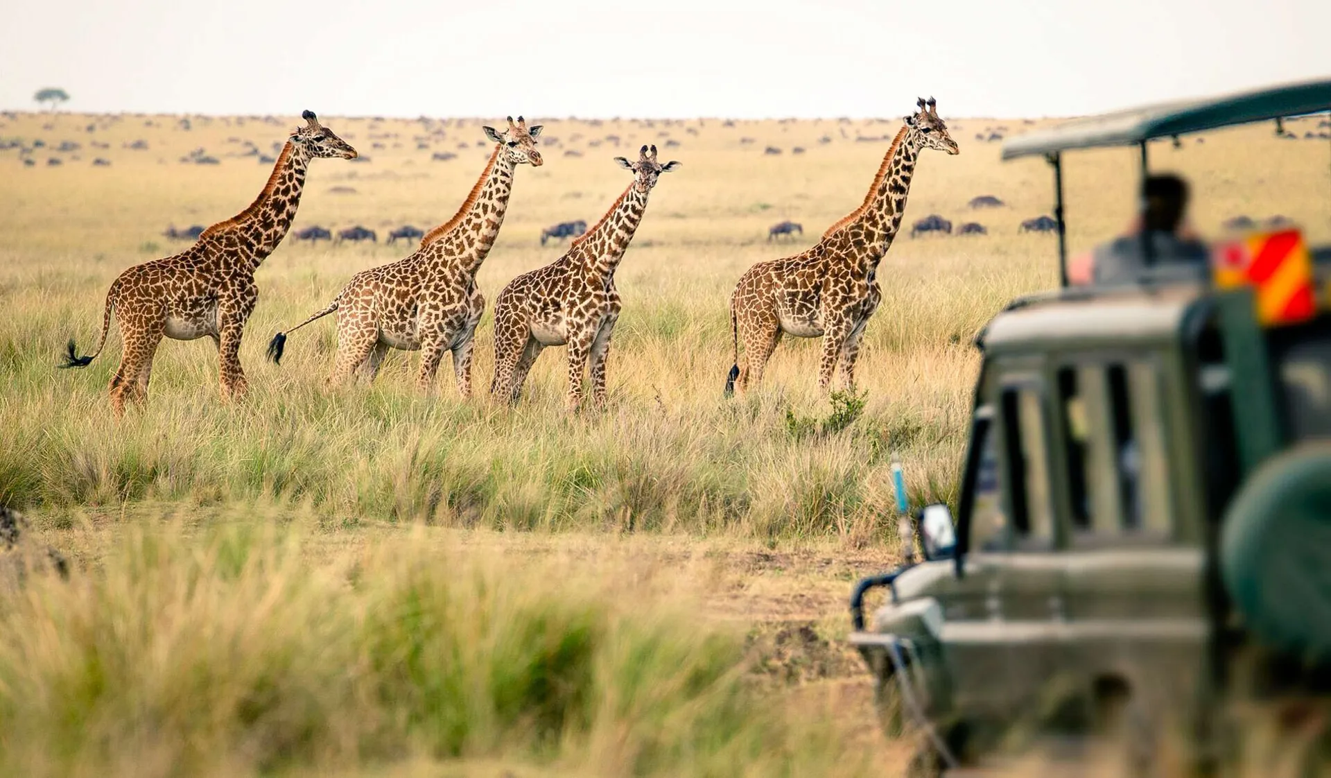 Large herds of giraffes in the savannah in Kenya.