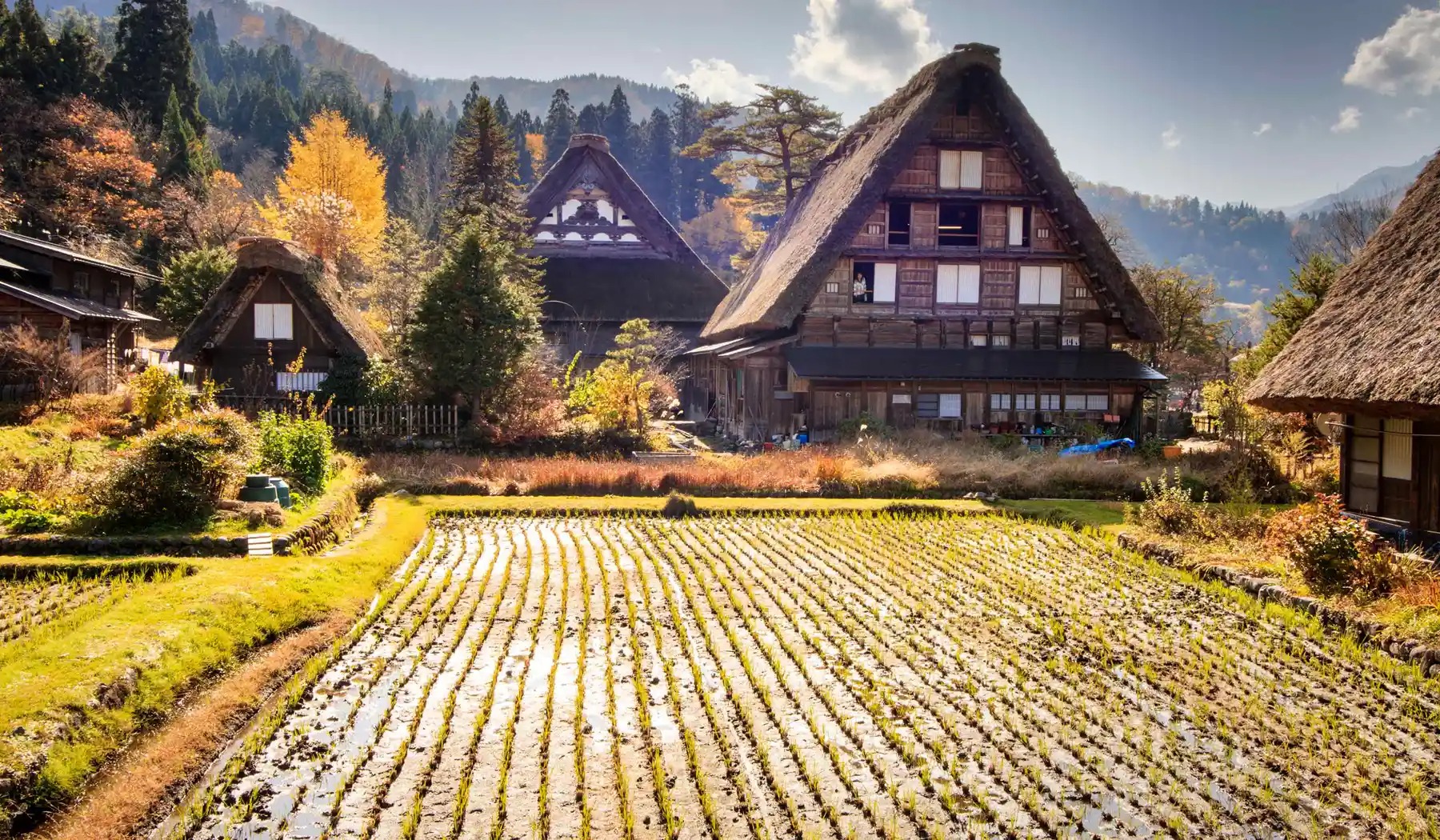Traditional Historical Japanese Village Ogimachi Shirakawa