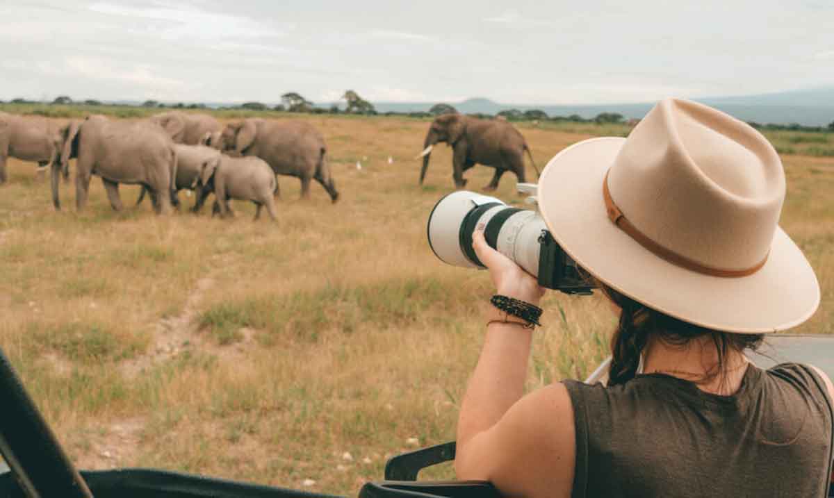 Woman Taking Photographs Of Elephants Walking Freely