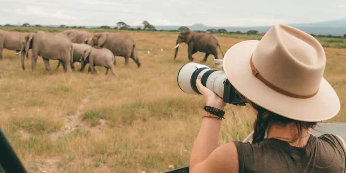 Woman Taking Photographs Of Elephants Walking Freely