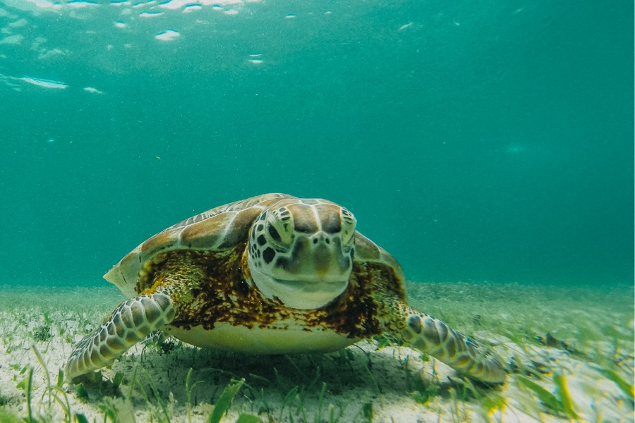 Turtle laying eggs in Costa Rica
