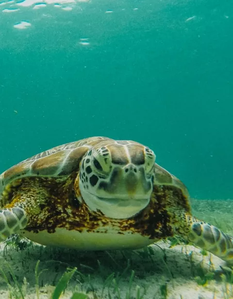 Turtle laying eggs in Costa Rica