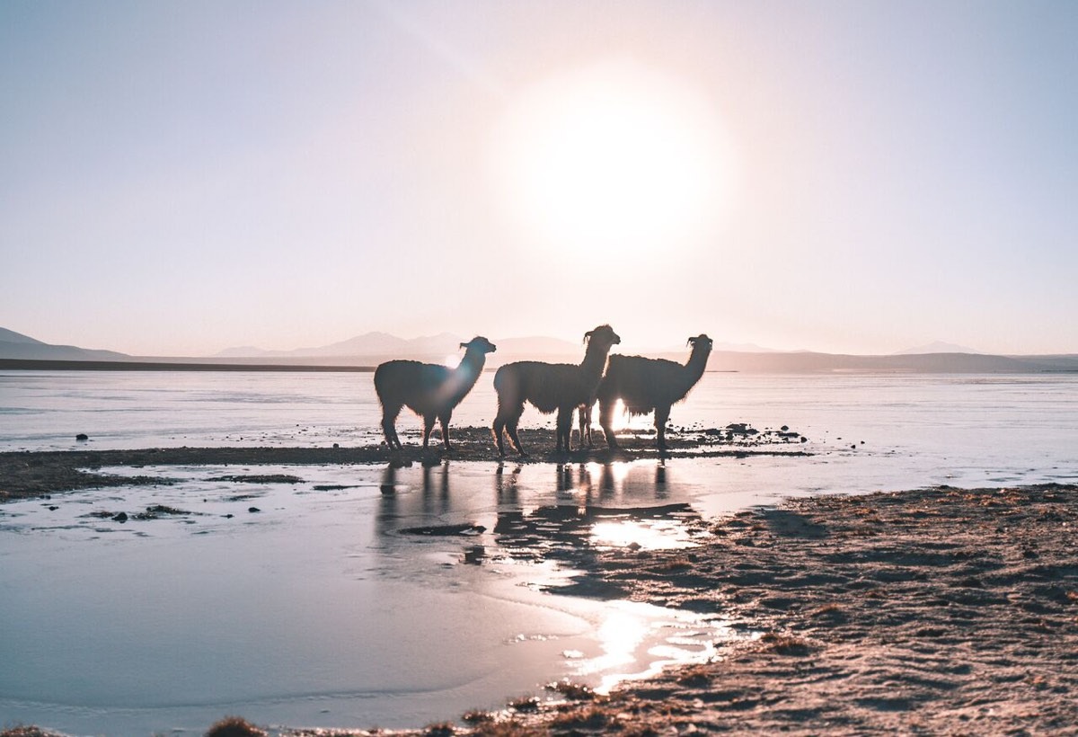 A group of llamas standing on a beach