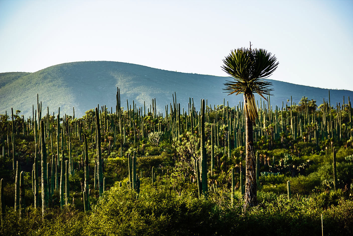 Walk the Zapotitlán de Salinas Desert MAKE TRAVEL MATTER® Experience
