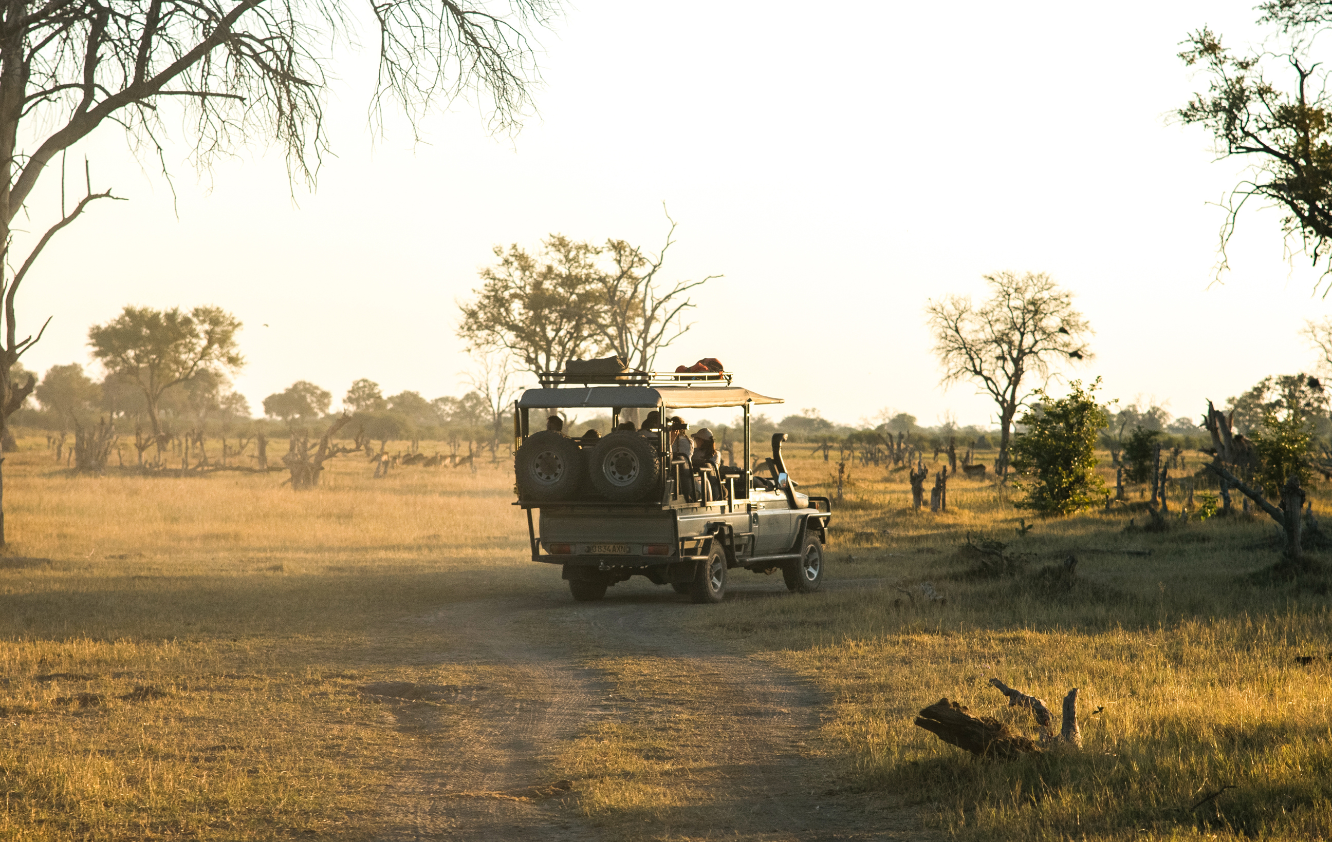 Take a dawn Game Drive in the Okavango Delta