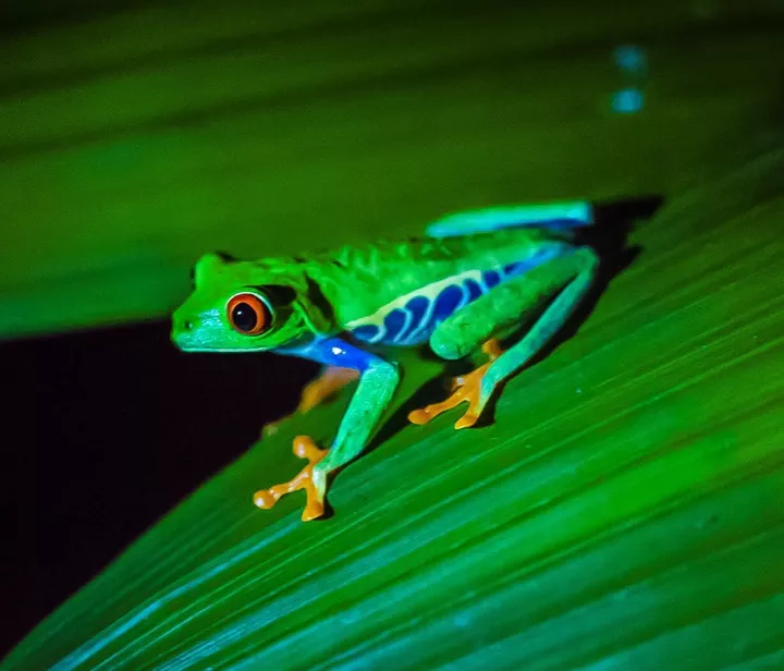 Frog in Costa Rica