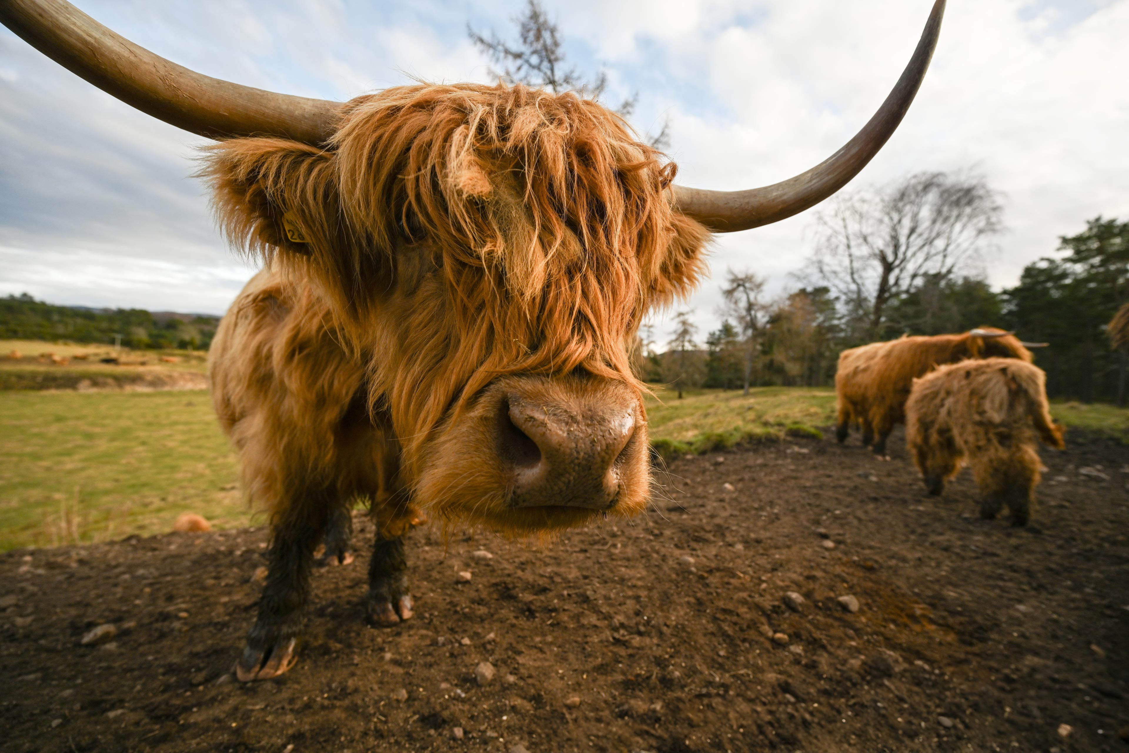 Highland Cow