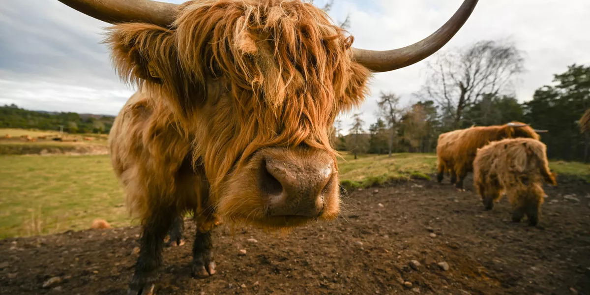 Highland Cow