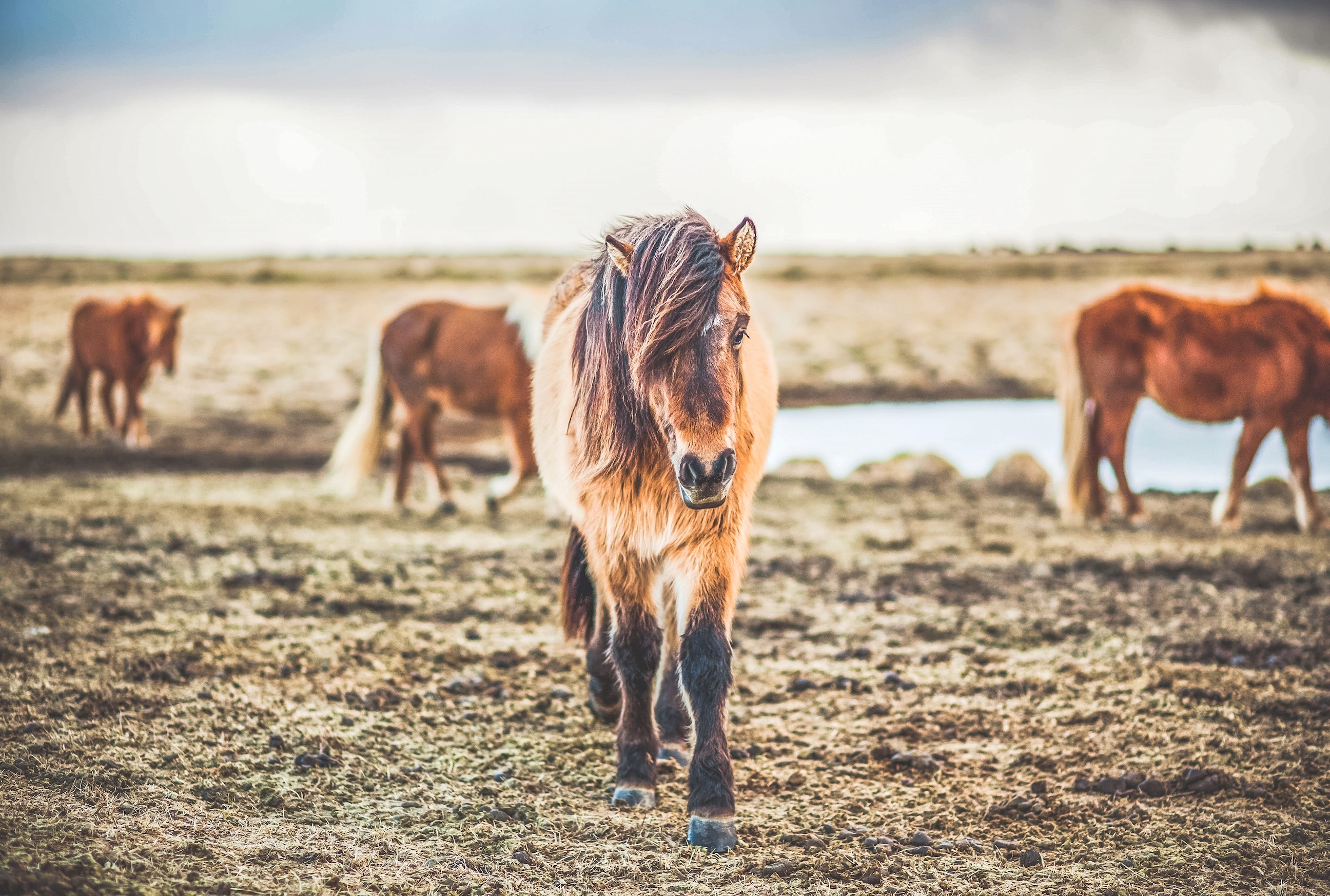 Spot native Icelandic Horses