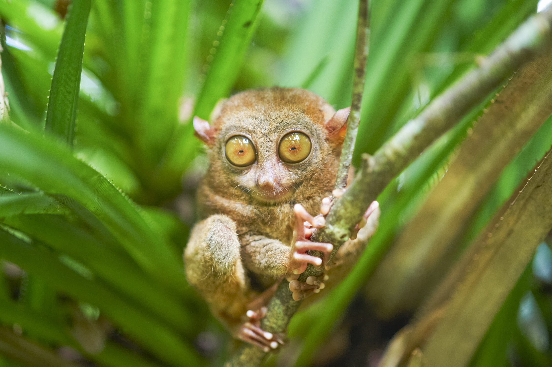 Visit a Tarsier Sanctuary 