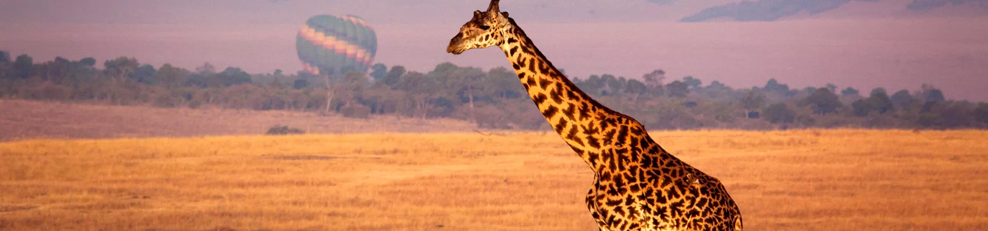 Giraffe On A Safari In Kenya