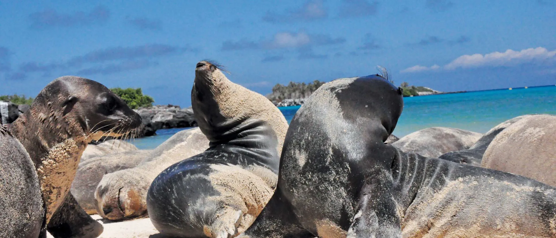 sea-lions-on-beach-galapagos-islands.jpg