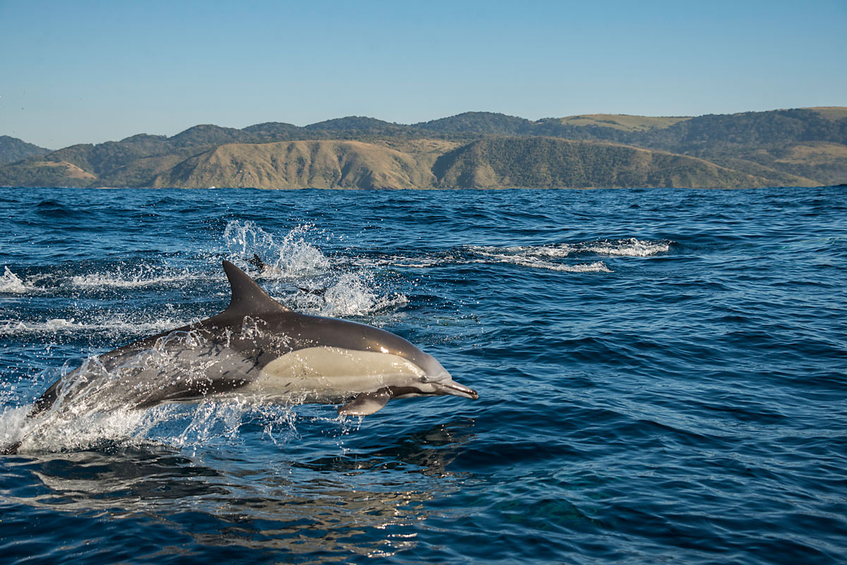 Dolphins Swimming In The Sea Sunny Day