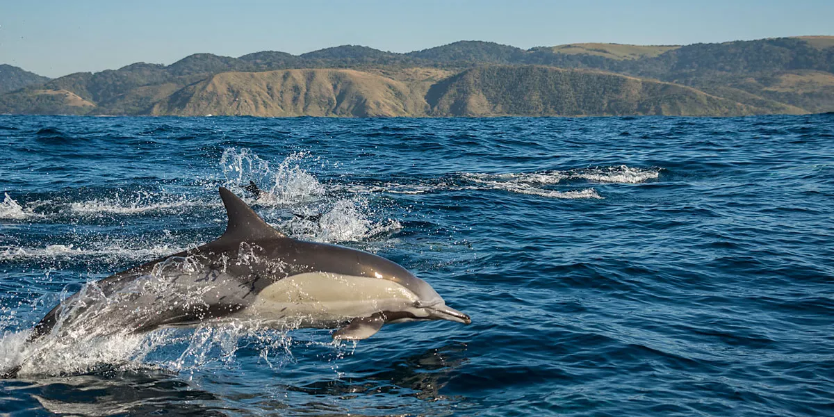 Dolphins Swimming In The Sea Sunny Day