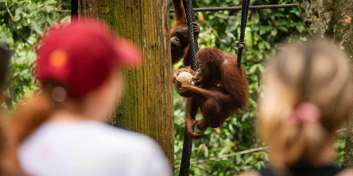 Contiki travellers watching a wild Bornean orangutan clinging to ropes and eating a coconut in the rainforest at a wildlife rehabilitation centre in Borneo - Contiki Borneo Tour