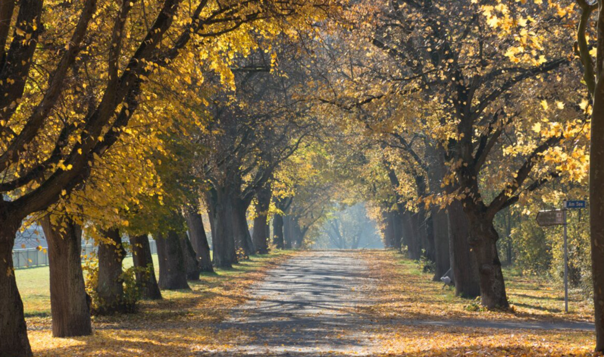 Park Path Trees Around Autumn