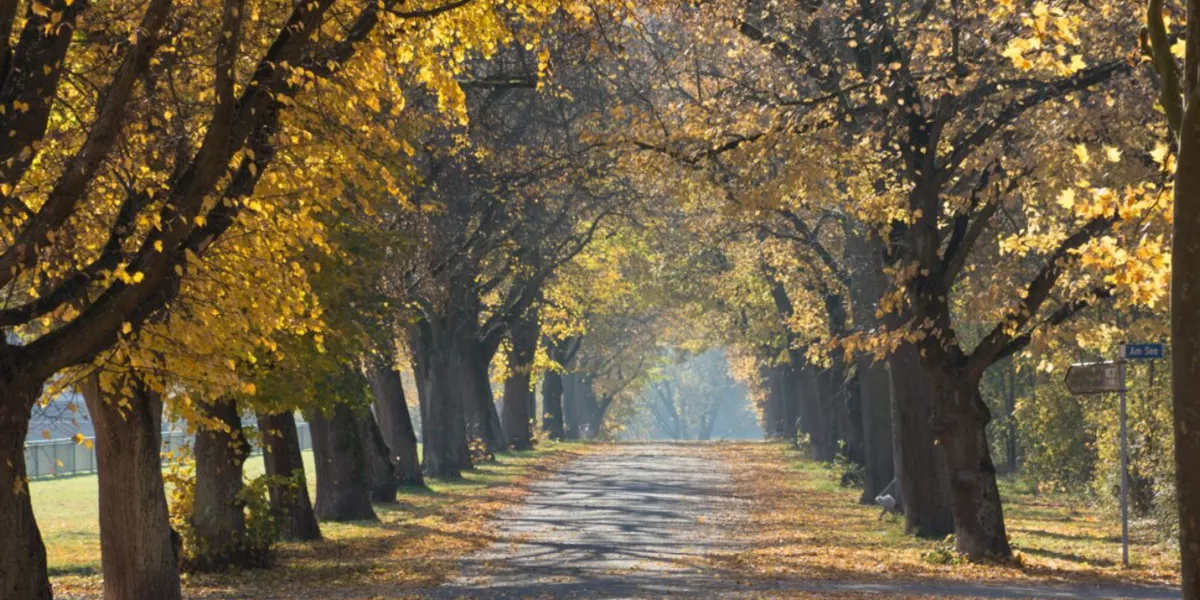 Park Path Trees Around Autumn