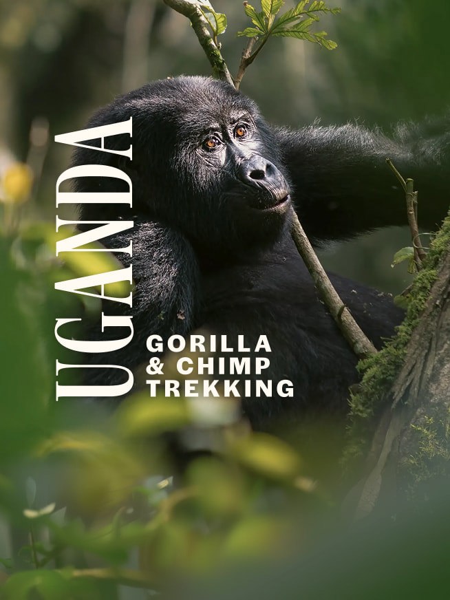 Uganda Gorilla & Chimp Trekking Tour