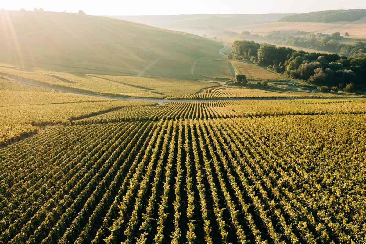 Vineyards In The Champagne Region Of France At Sunrise