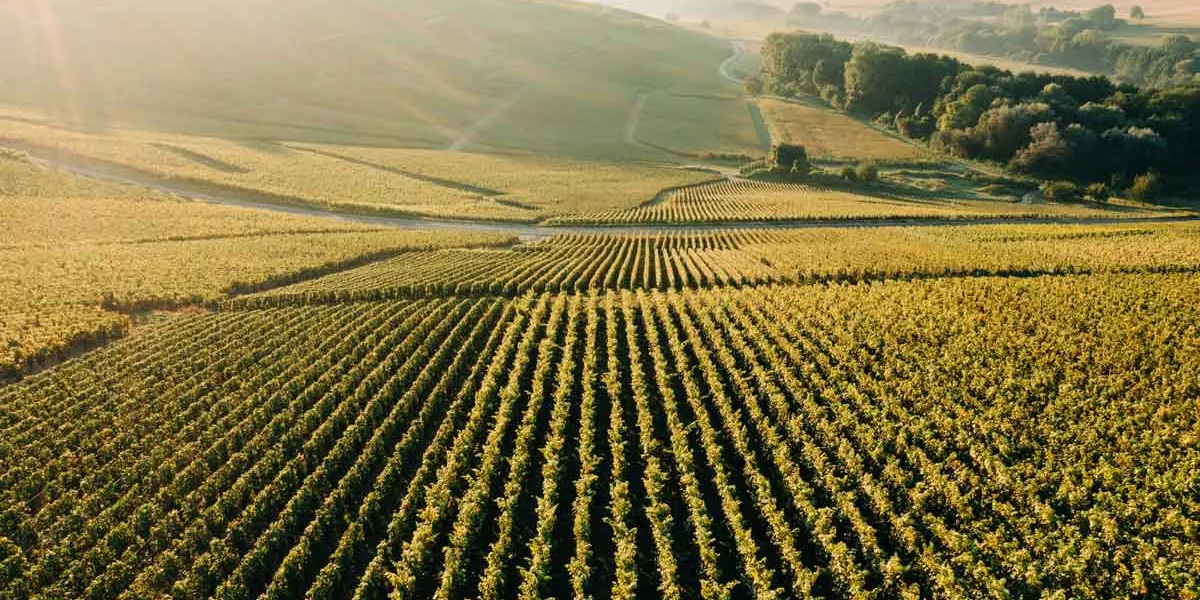 Vineyards In The Champagne Region Of France At Sunrise