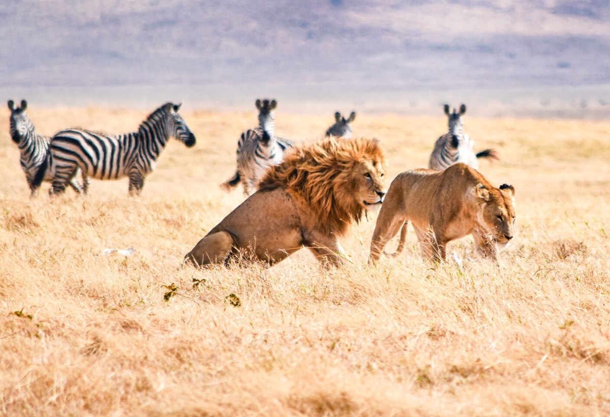 A lion and some zebras in a field