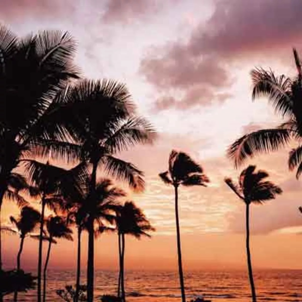 Palm Trees At Sunset In Hawaii