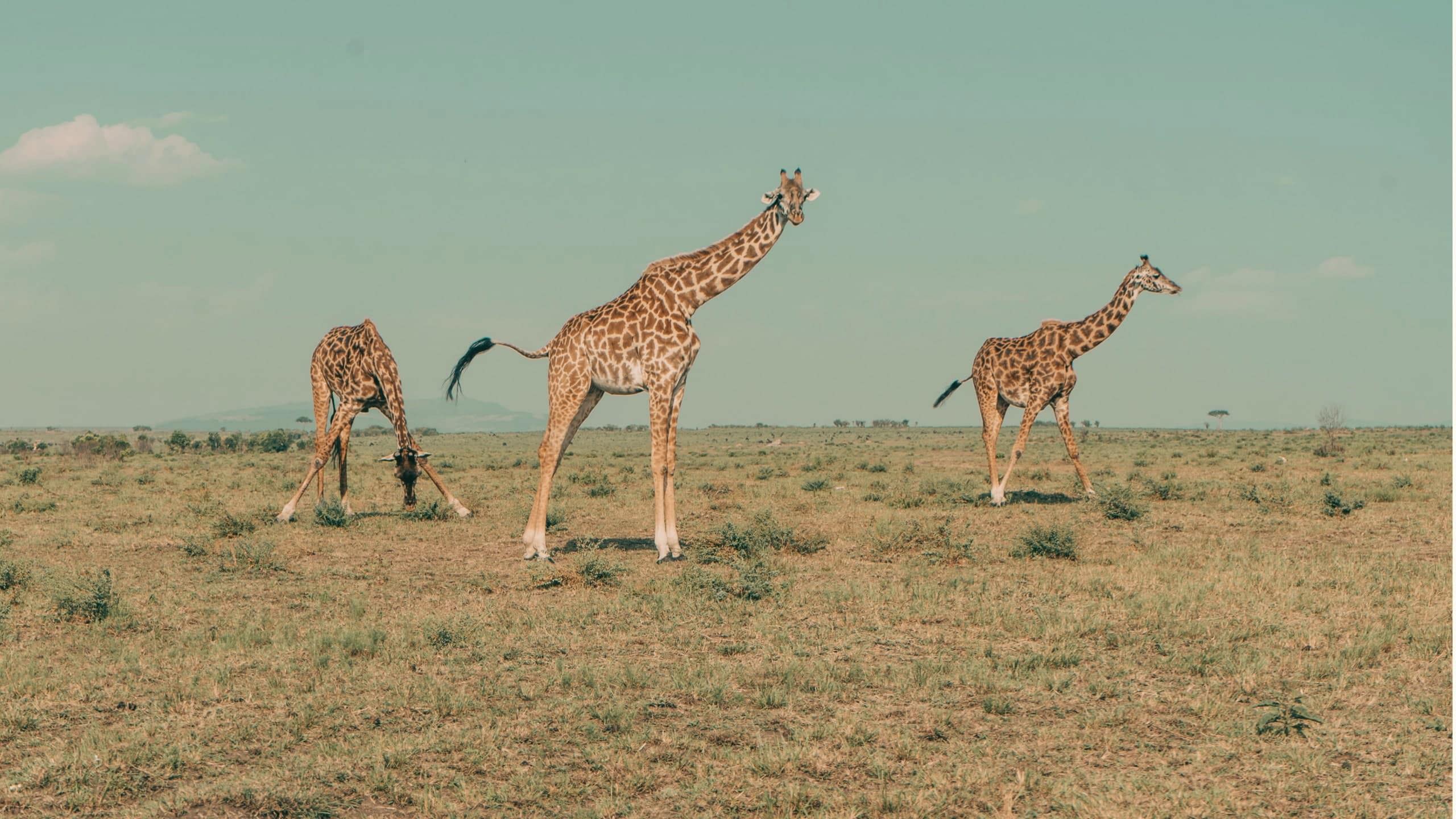 Three giraffes roaming across the open Kenyan savannah.