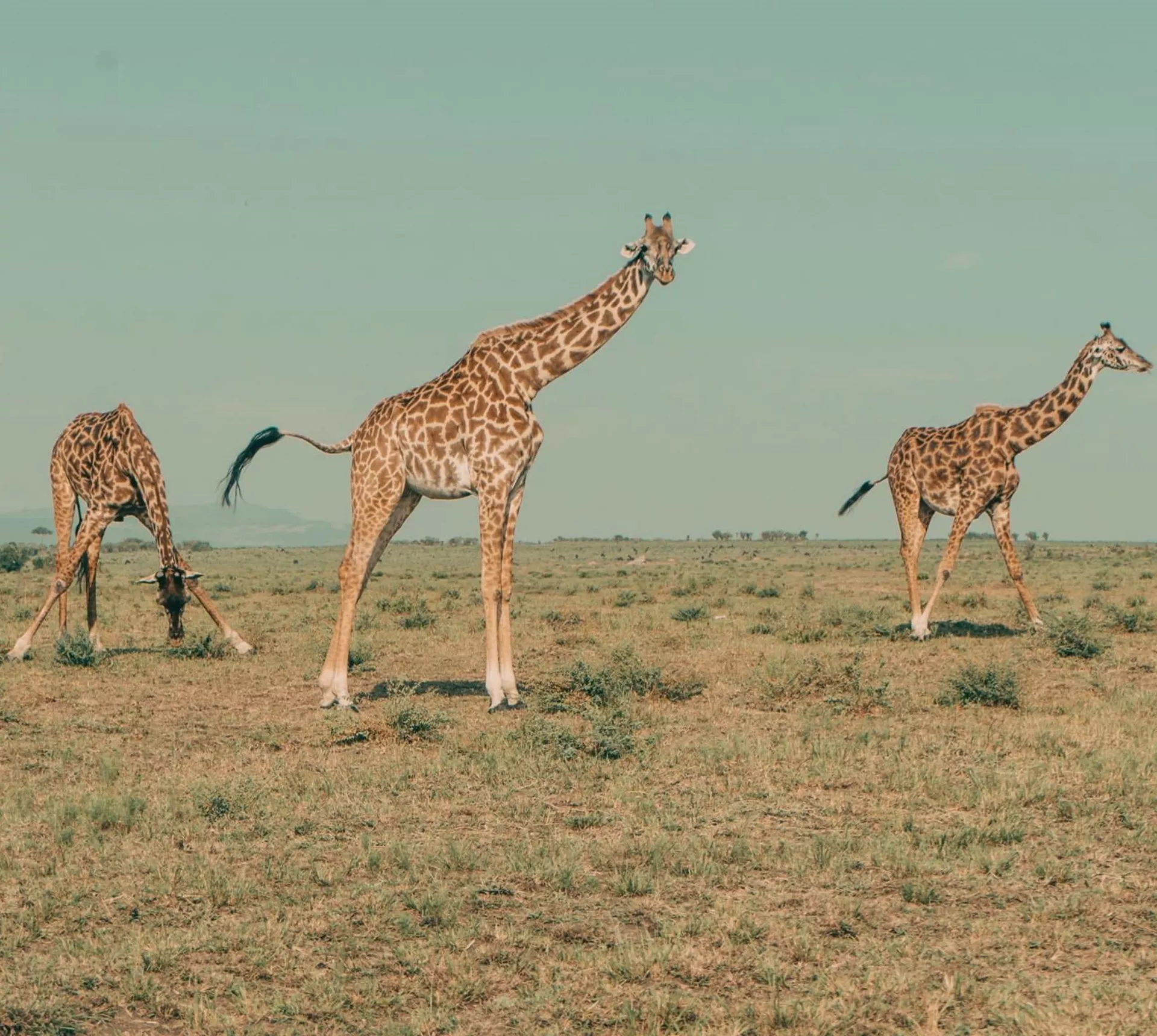 Three giraffes roaming across the open Kenyan savannah.