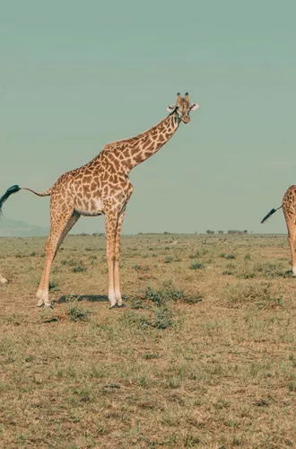 Three giraffes roaming across the open Kenyan savannah.