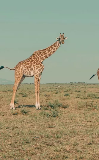 Three giraffes roaming across the open Kenyan savannah.