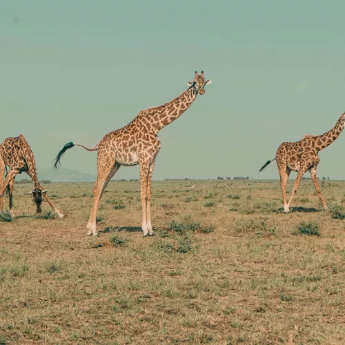 Three giraffes roaming across the open Kenyan savannah.