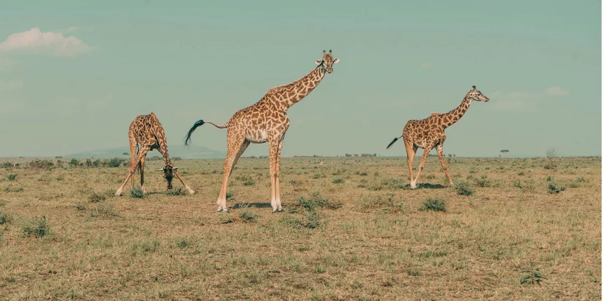 Three giraffes roaming across the open Kenyan savannah.