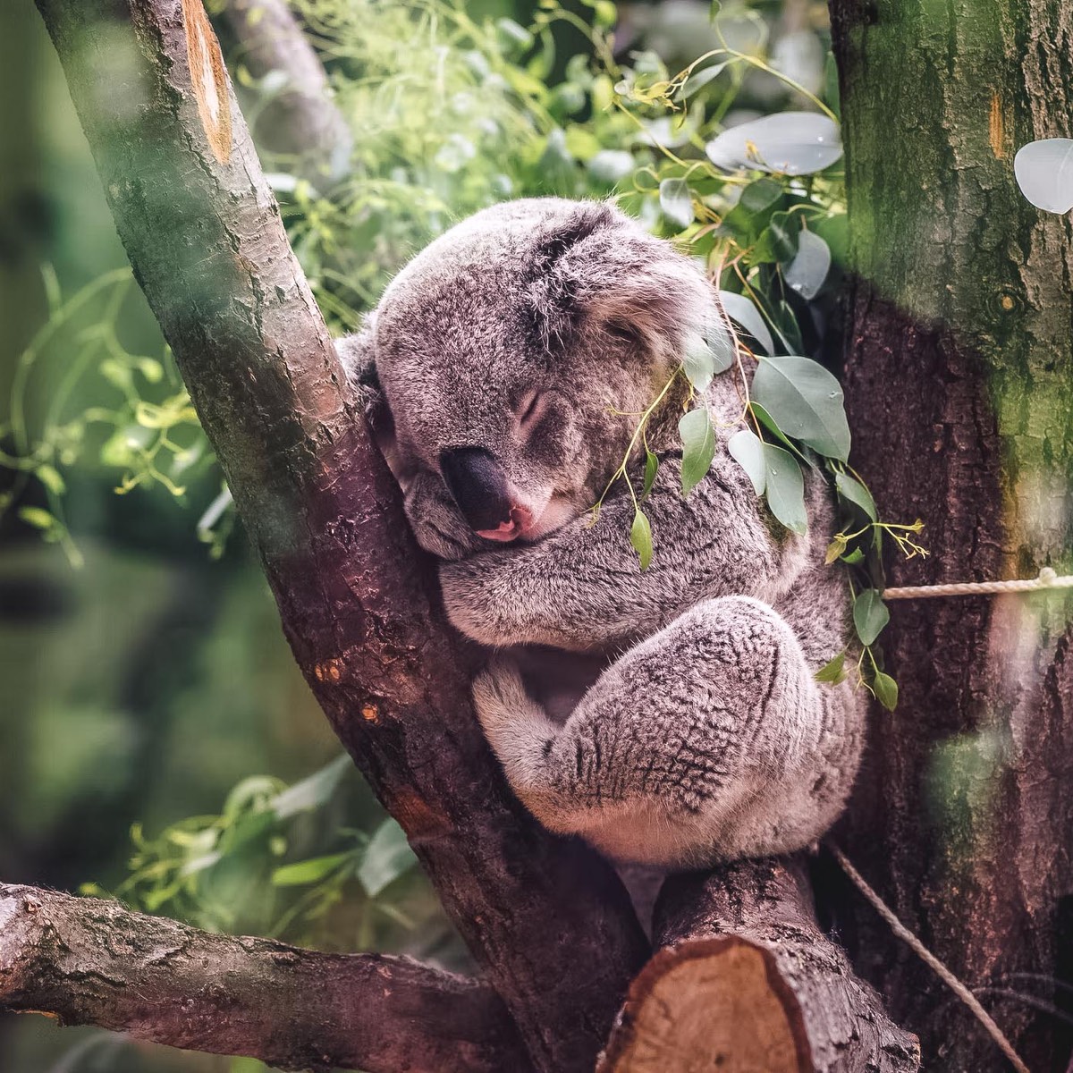A koala sleeping in a tree with its eyes closed