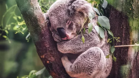 A koala sleeping in a tree with its eyes closed
