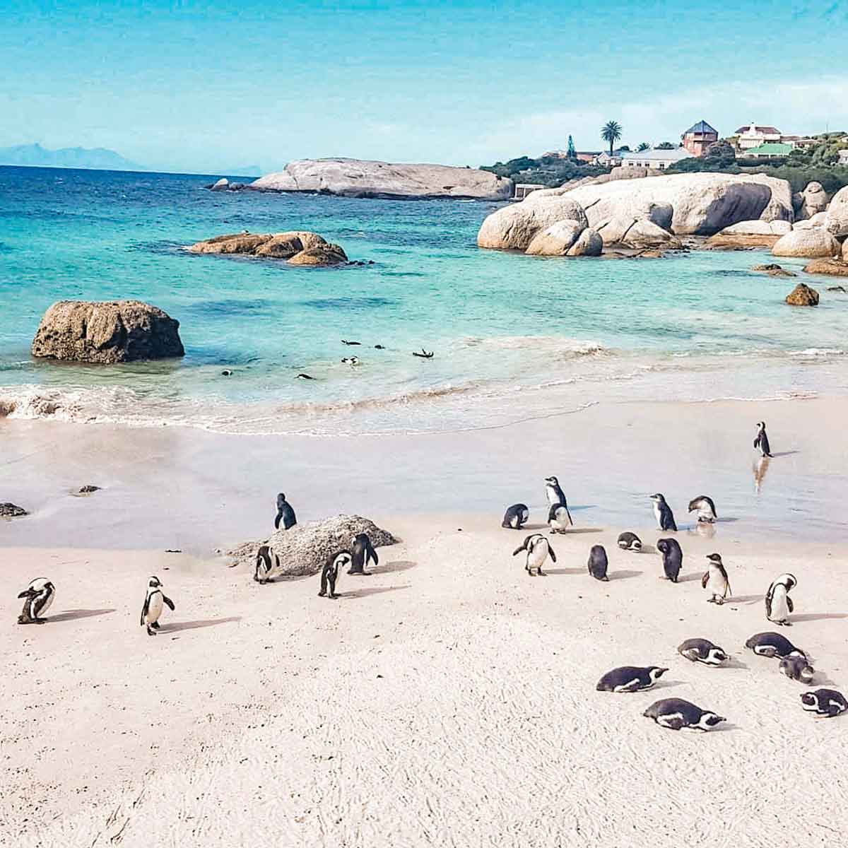 Penguins In Cape Town South Africa