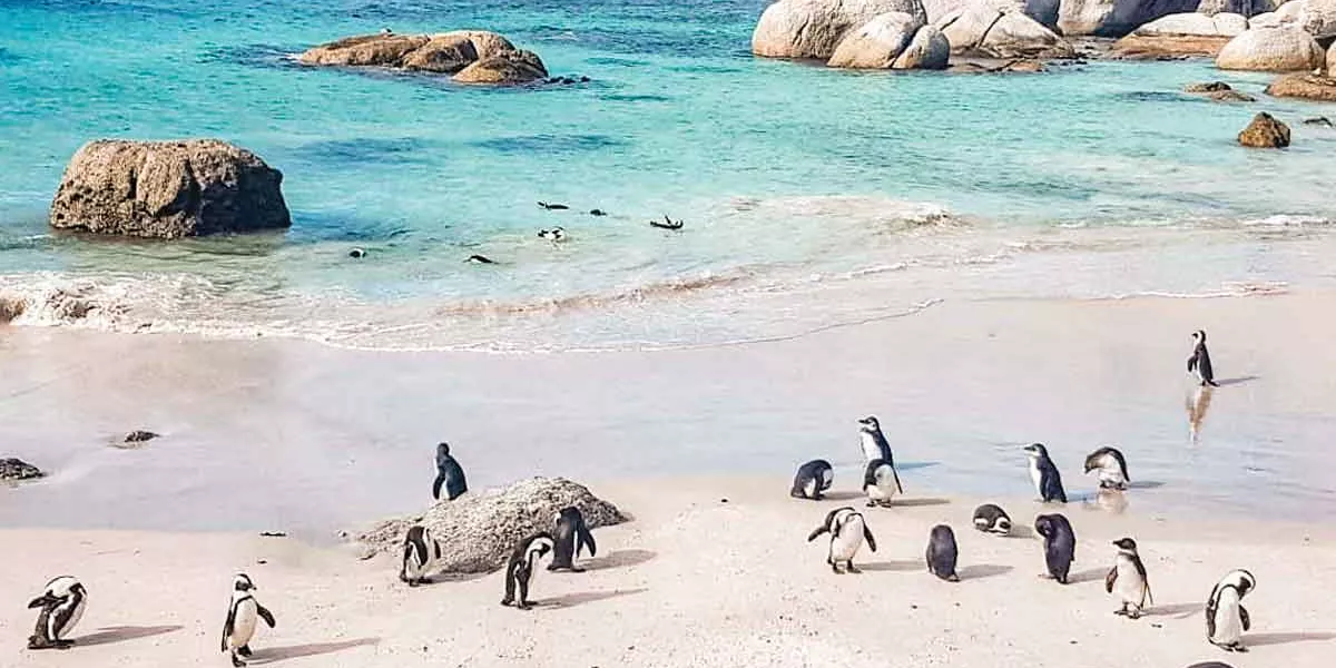 Penguins In Cape Town South Africa