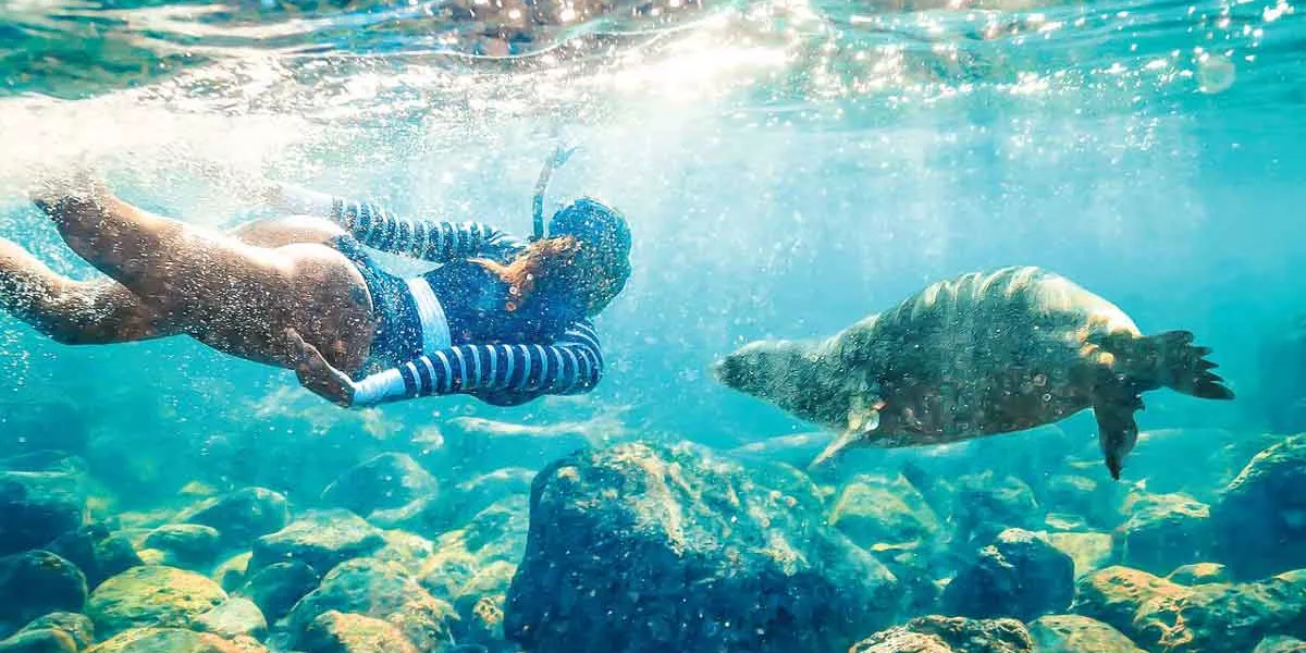 Woman Diving In Clear Water Seal Next To Her