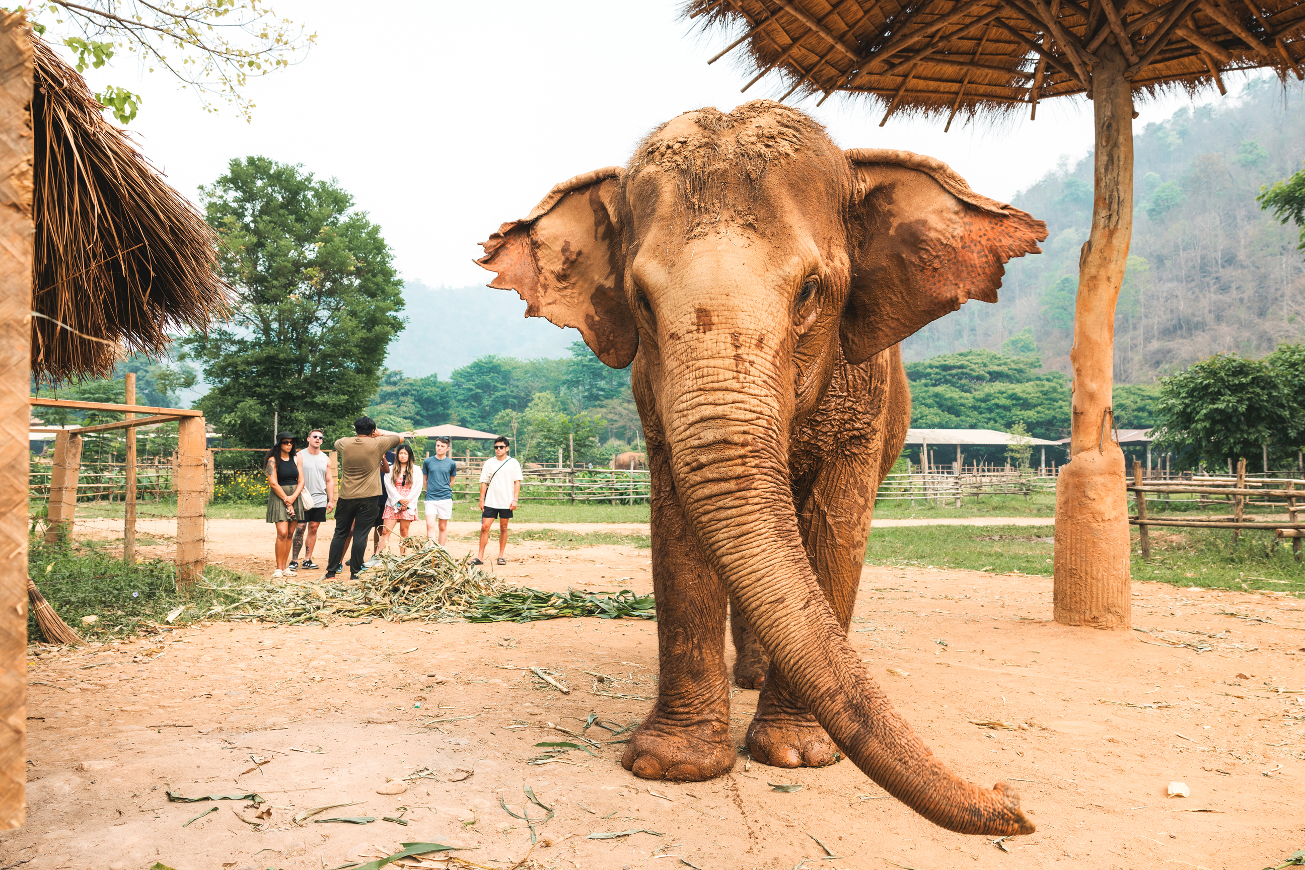 Befriend Rescued Elephants at Elephant Nature Park MAKE TRAVEL MATTER ® Experience
