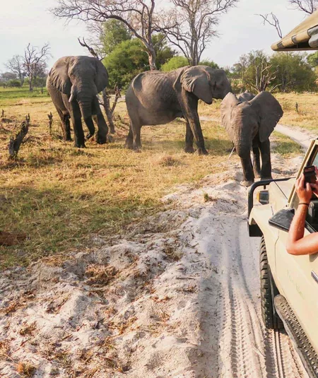 Travellers photograph elephants from an open safari vehicle during the Contiki Botswana & Victoria Falls 35 to 45 Tour