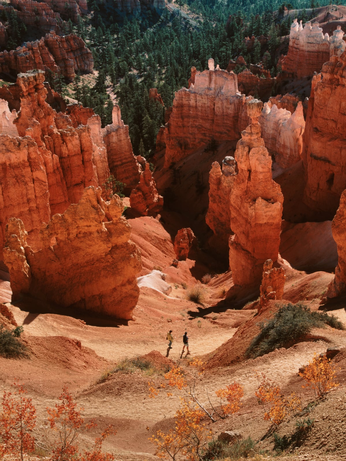 Hikers dwarfed by towering red rock hoodoos while walking a canyon trail at Bryce Canyon National Park, USA.