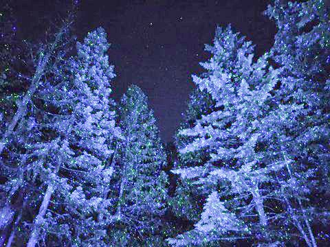 vallea-lumina-multimedia-experience-whistler-canada.jpeg