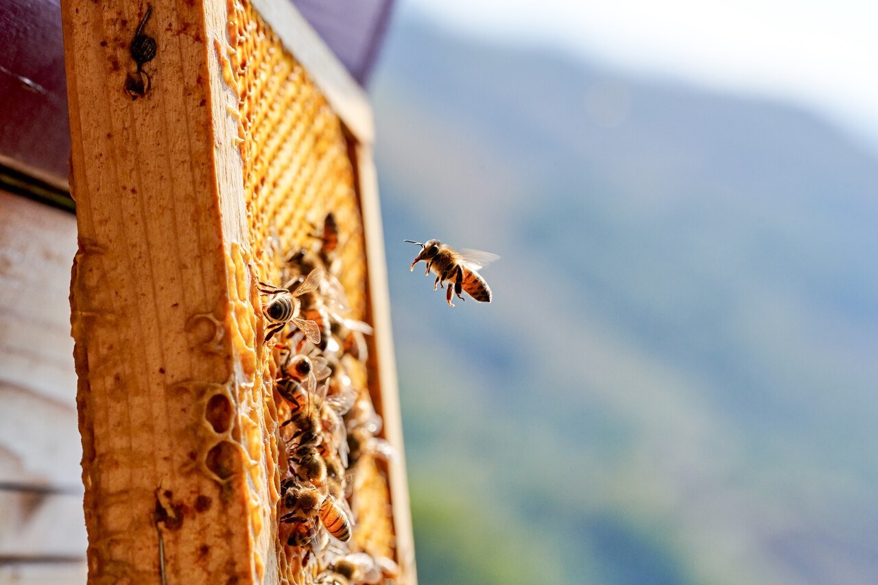 Beekeeping Experience MAKE TRAVEL MATTER® Experience