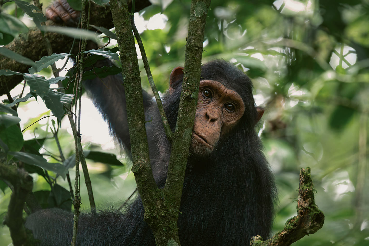 See Chimpanzees in the Wild