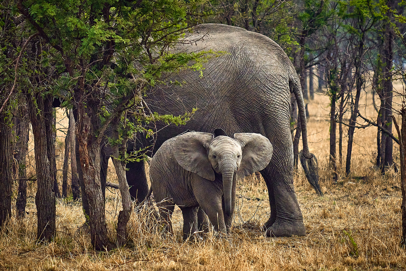 Take another afternoon Game Drive in the Serengeti