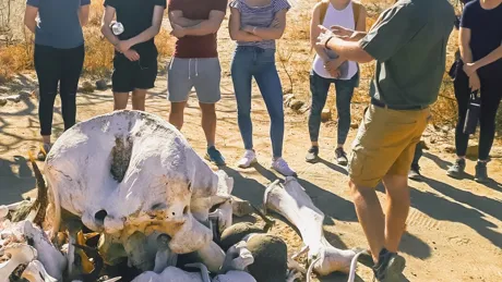 A group of people standing around animal's bones